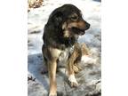 Adopt Cheyanne a Brown/Chocolate - with White Great Pyrenees / Mixed dog in