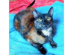 Adopt Daphne Ferragamo a Tortoiseshell Domestic Shorthair / Mixed cat in Durham