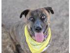 Adopt HAILEY a Brindle - with White German Shepherd Dog / Mixed dog in Tucson