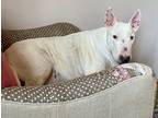 Adopt Sarge in DFW, TX a White Bull Terrier / Mixed dog in Hot Springs