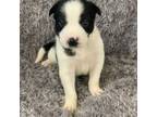 Border Collie Puppy for sale in Lebanon, OR, USA