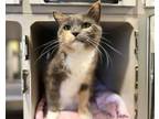 Adopt PRIMROSE a Brown or Chocolate (Mostly) Domestic Shorthair / Mixed (short