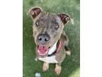 Adopt Zaya a Pit Bull Terrier / Staffordshire Bull Terrier / Mixed dog in