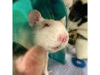Adopt Engineer a Rat