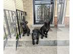 Cane Corso PUPPY FOR SALE ADN-362613 - Cane corso puppies