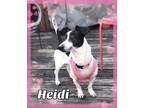 Adopt Heidi a Dachshund, Jack Russell Terrier