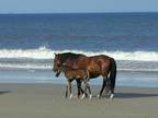 Oceanfront Outerbanks 5 br Estate on 3 acres