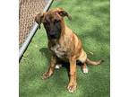 Mona Black Mouth Cur Young Female