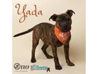 Yada American Bulldog Puppy Female