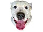 Ghost Dogo Argentino Adult Male