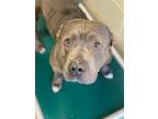 Boulder American Staffordshire Terrier Adult Male