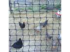 Poultry Aviary Netting 30' x 55' Black Square Chickens Ducks