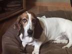 Adopt Henry a Basset Hound / Mixed dog in Salt Lake City, UT (34290223)