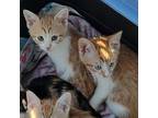 Toffee-tastic and Trefoil Domestic Shorthair Kitten Male