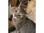 Adopt Moby a Brown Tabby Domestic Shorthair / Mixed (short coat) cat in York