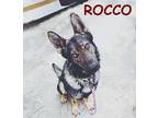 ROCCO German Shepherd Dog Young Male
