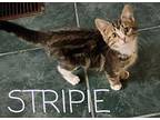 STRIPIE Domestic Shorthair Kitten Female