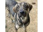 Aries Mountain Cur Young Male