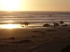 $100 / 1br - Cozy Cayucos Cottage Beach Rental with Ocean view and beach access