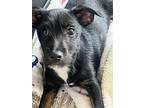 Stevie Jack Russell Terrier Puppy Male