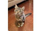 Cooper Domestic Mediumhair Kitten Male