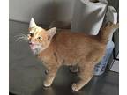 Harvey - Orange Kitten #20 Domestic Shorthair Kitten Male