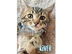 River Domestic Shorthair Kitten Male