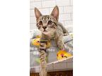 Roderick Plumpton Domestic Shorthair Kitten Male