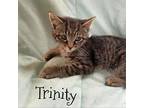 Trinity Domestic Shorthair Kitten Female