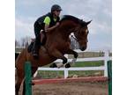 Imported Canadian WB Hunter Mare Is A Powerhouse Looking For Her Show Home