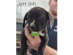 Jett Labrador Retriever Puppy Male