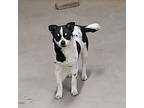 Zippy Jack Russell Terrier Puppy Male