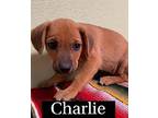 Charlie Australian Cattle Dog Puppy Male