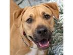 Xena Black Mouth Cur Young Female
