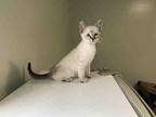 PILLSBURY Domestic Shorthair Kitten Male