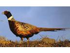 1,500+ acres available for your pheasant-hunting pleasure