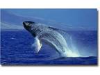 $99 / 1br - 621ft² - Maui's springtime ocean ballet! Whale watching time!!