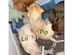 Dee, Kel, Lil, Nan, Pup Labrador Retriever Puppy Female