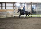 Willing and Athletic Dressage Partner