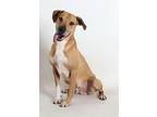 Tate Black Mouth Cur Adult Male