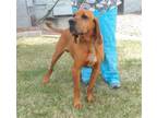 Adopt BEAU a Redbone Coonhound