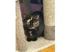Adopt Patches a American Shorthair