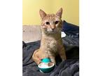 Adopt Larry a American Shorthair