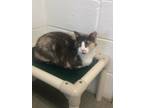 Adopt Waffles a Calico or Dilute Calico Domestic Shorthair (medium coat) cat in