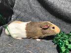 Adopt Brassica a Guinea Pig small animal in Elizabethtown, KY (34298131)