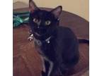 Adopt Zianna a All Black Domestic Shorthair / Mixed cat in Galesburg