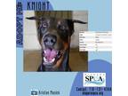 Adopt Knight a Gray/Blue/Silver/Salt & Pepper Doberman Pinscher / Mixed dog in