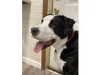 Adopt Tucker Magoo a Black Labrador Retriever / Collie / Mixed dog in Shohola