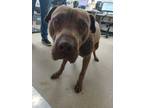Adopt molasses a Brown/Chocolate Shar Pei / American Pit Bull Terrier / Mixed