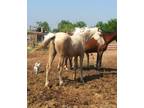 Tall fancy dappled palomino Morgan filly Show ring quality family friendly